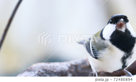シジュウカラのメスのアップの写真素材 [72480894] - PIXTA