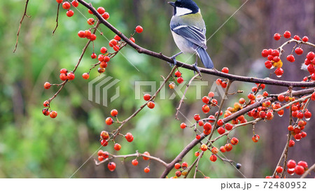ツルウメモドキの枝にとまるシジュウカラ 72480952