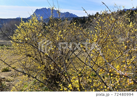 ロウバイの花と妙義山 ロウバイの花と妙義山 72480994
