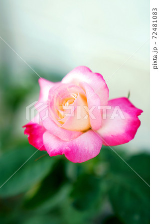 薔薇(ダブルデライト=double delight) 薔薇(ダブルデライト=double delight) 72481083