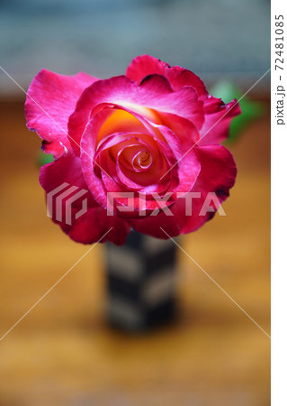 薔薇(ダブルデライト=double delight) 薔薇(ダブルデライト=double delight) 72481085