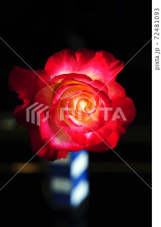 薔薇（ダブルデライト＝double delight） 72481093
