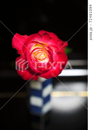 薔薇（ダブルデライト＝double delight） 72481094