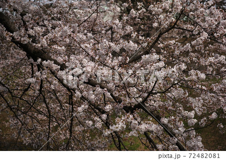 桜 72482081
