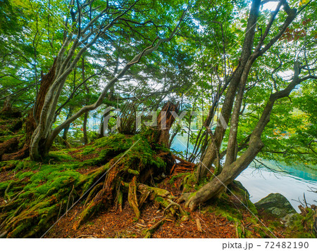 湖岸の木々と苔むした朽ち木 (湯ノ湖、奥日光、栃木県) 湖岸の木々と苔むした朽ち木 (湯ノ湖、奥日光、栃木県) 72482190