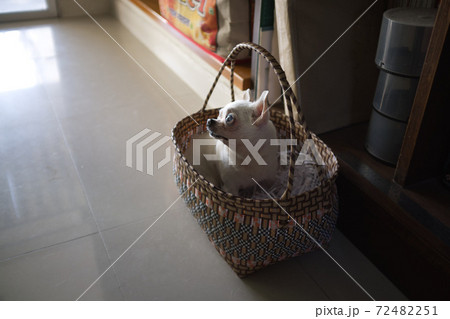 A cute chihuahua in a basket A cute chihuahua in a basket 72482251