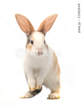 Three-colored new-born rabbit standing and looking at the top. Studio shot, isolated on white background. 72482648