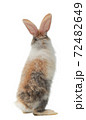 Three-colored new-born rabbit standing and looking at the top. Studio shot, isolated on white background. 72482649
