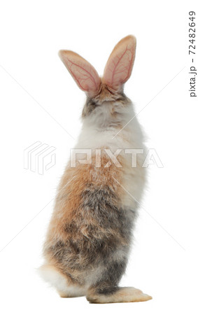 Three-colored new-born rabbit standing and looking at the top. Studio shot, isolated on white background. 72482649