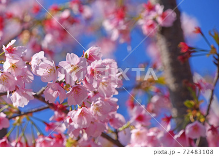 河津桜 72483108