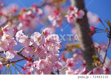 河津桜 72483110