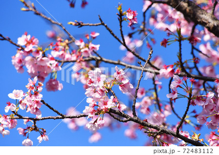 河津桜 72483112