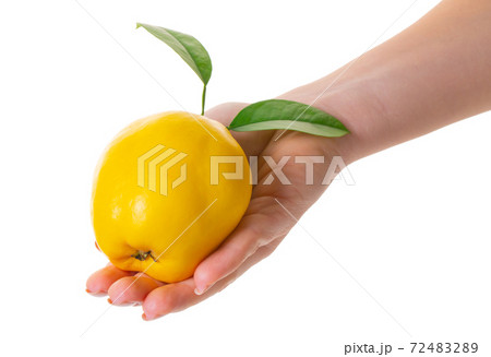 quince fruit in hand 72483289