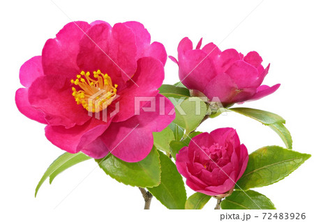 【サザンカ】 (深度合成) 【サザンカ】 (深度合成) 72483926