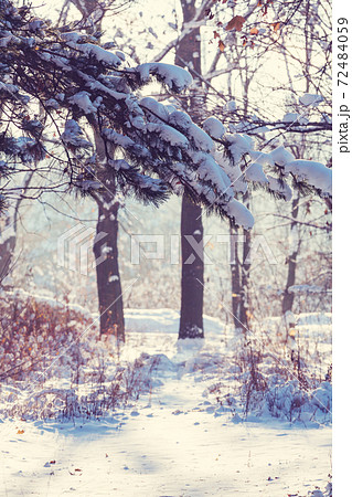 Winter season Winter season 72484059