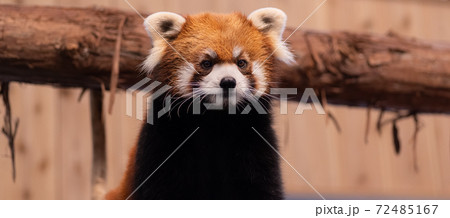 可愛いレッサーパンダ 可愛いレッサーパンダ 72485167