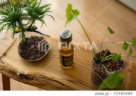 テーブルフォト 観葉植物とミニボトルの写真素材