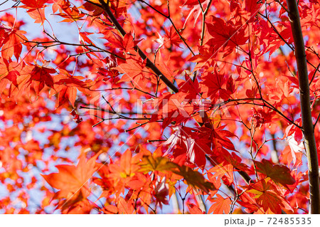 秋の日に照る紅葉 72485535
