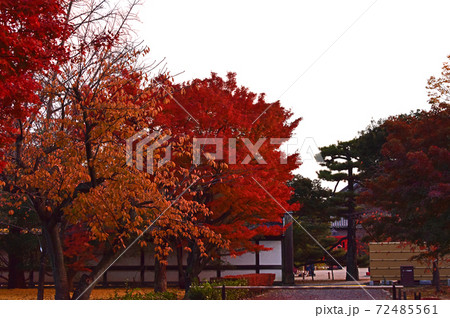 京都の紅葉 二条城 京都の紅葉 二条城 72485561