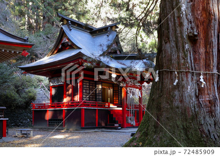 ロマンチック茨城（杉の樹木に守られて秋の陽差しのなか小漏れ日に祈る。花園神社拝殿。）北茨城市 72485909