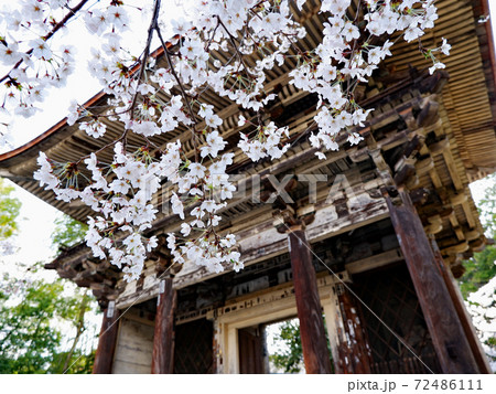 大津市　三井寺　春　桜 72486111