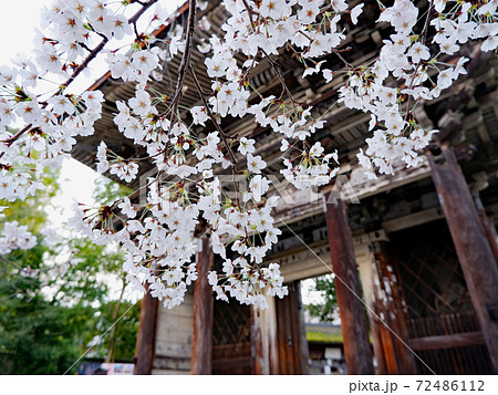 大津市　三井寺　春　桜 72486112
