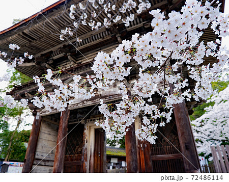 大津市　三井寺　春　桜 72486114