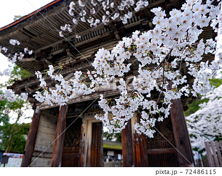 大津市　三井寺　春　桜 72486115