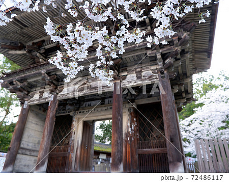 大津市 三井寺 春 桜 大津市 三井寺 春 桜 72486117