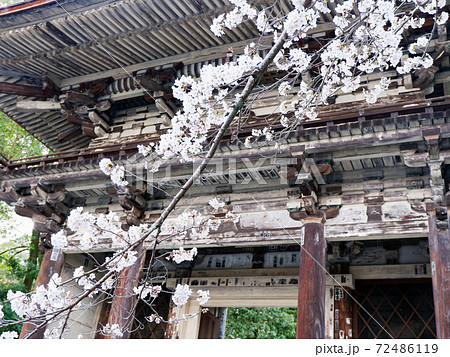 大津市　三井寺　春　桜 72486119