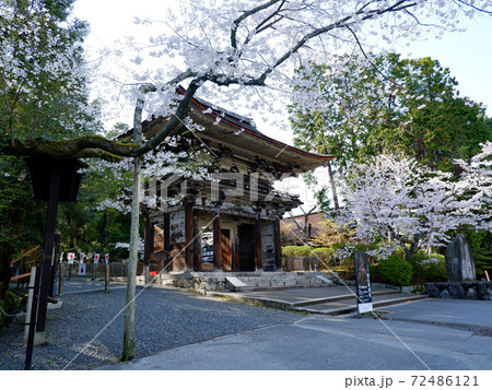 大津市 三井寺 春 桜 大津市 三井寺 春 桜 72486121
