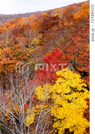 美しい森吉山の紅葉 秋田県の写真素材