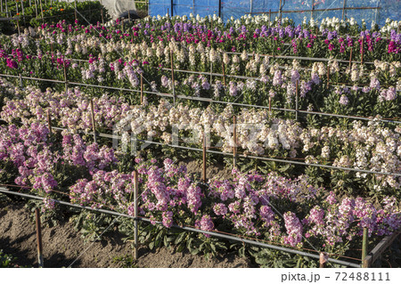 海の見える花卉栽培 ストックの花の写真素材