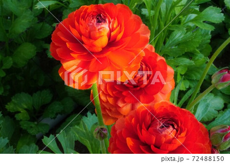 ラナンキュラス　茜てまり 72488150