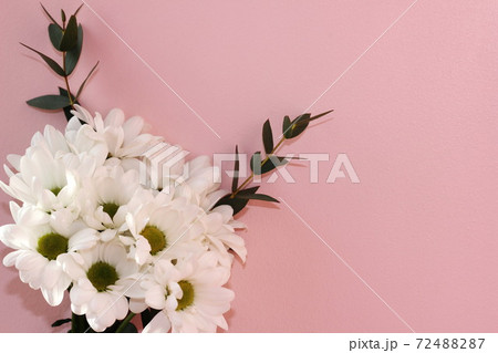 Bouquet of white chrysanthemums on a pink background. Holiday and love concept. Valentine's day, March 8, women's day. 72488287