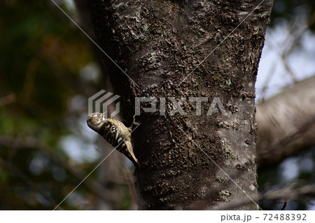 植物園の木にいる啄木鳥のような小さくかわいい鳥 72488392