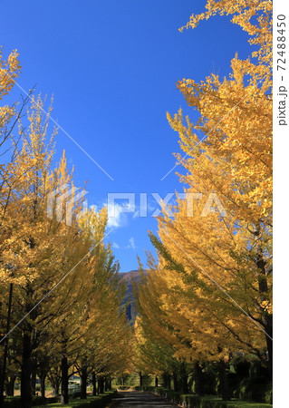 色づく銀杏並木 72488450