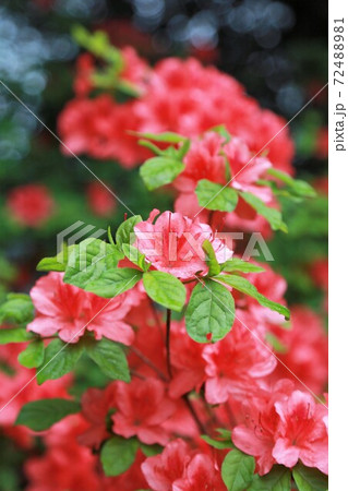 つつじ 72488981
