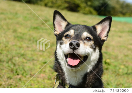 笑う柴犬 笑う柴犬 72489000