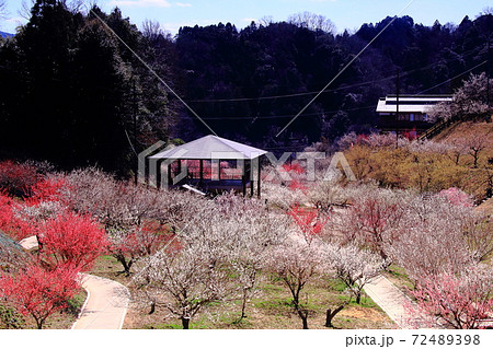 月ヶ瀬梅林 奈良県奈良市 梅の品種園の景観の写真素材