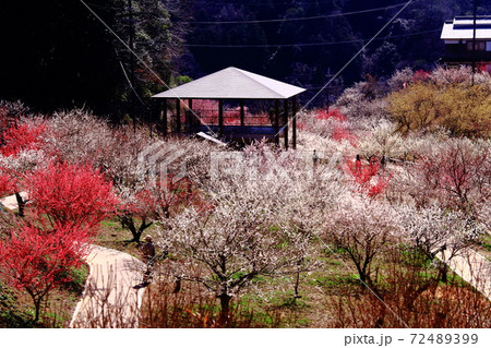 月ヶ瀬梅林 奈良県奈良市 梅の品種園の景観の写真素材