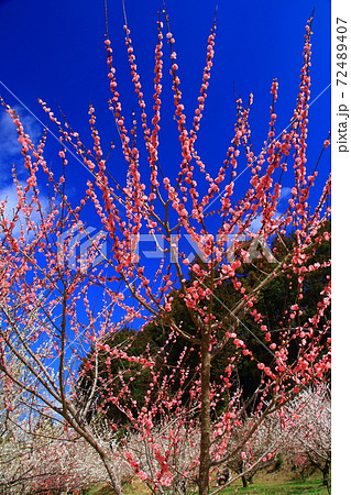 月ヶ瀬梅林（奈良県奈良市）品種園（八重寒紅） 72489407