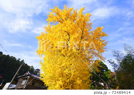 大イチョウ、弥彦村、新潟県、日本 72489414