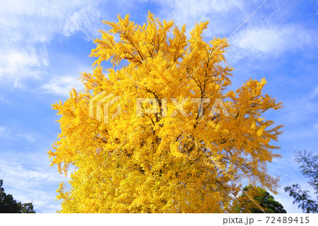 大イチョウ、弥彦村、新潟県、日本 72489415