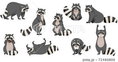 Funny Raccoon With Dexterous Front Paws And のイラスト素材