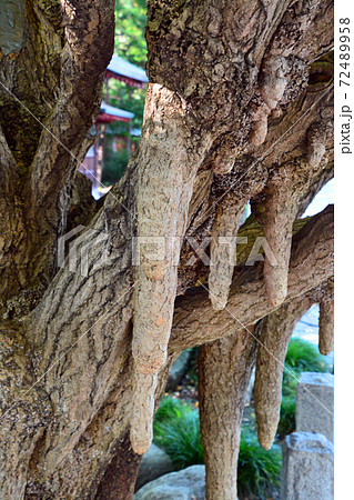 銘木なる秩父神社の乳銀杏 銘木なる秩父神社の乳銀杏 72489958