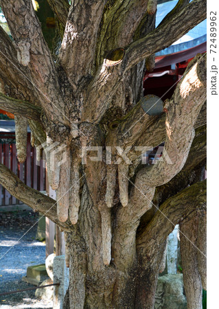 銘木なる秩父神社の乳銀杏 72489962