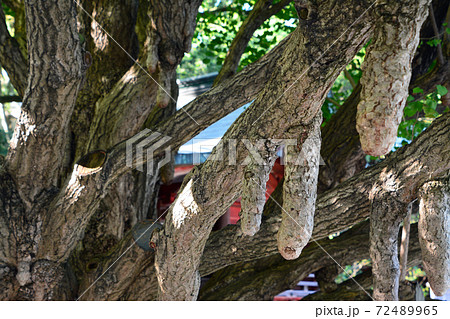 銘木なる秩父神社の乳銀杏 銘木なる秩父神社の乳銀杏 72489965