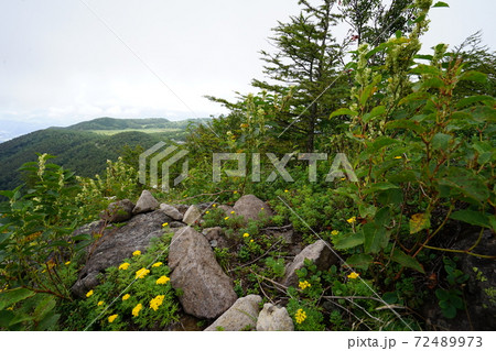 高峰高原の東篭ノ登山中腹から池の平湿原を見る　 72489973