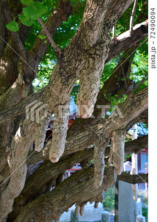 銘木なる秩父神社の乳銀杏 72490094